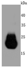 Western blot analysis of Claudin 5 on human lung cells lysates using anti-Claudin 5 antibody at 1/500 dilution