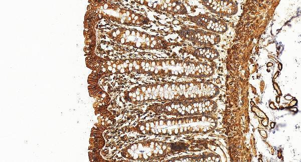 IHC analysis of Claudin 5/CLDN5 using anti-Claudin 5/CLDN5 antibody (A03260-3)