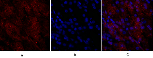 a03260 cldn5 primary antibodies if testing 1