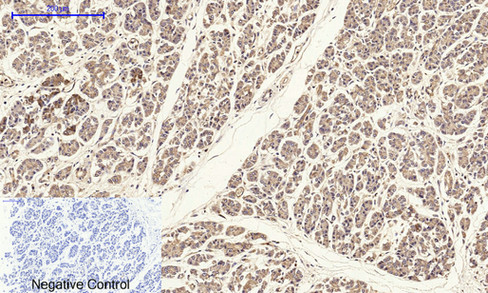 a03260 cldn5 primary antibodies ihc testing 5