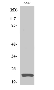Western Blot analysis of A549 cells using Claudin-5 Polyclonal Antibody diluted at 1:500