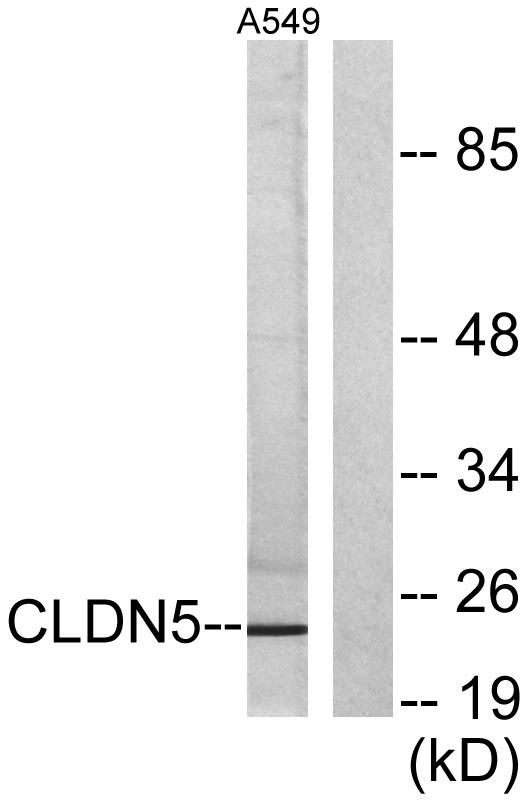 Western blot analysis of lysates from A549 cells, using Claudin 5 Antibody