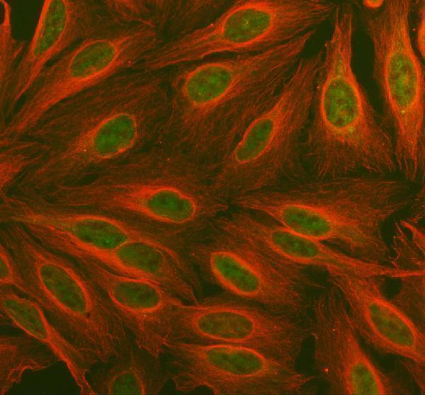 a03261 pdk2 primary antibodies if testing 1