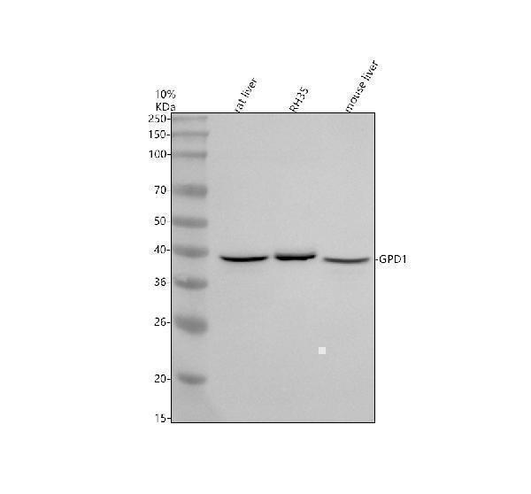  Western blot analysis of GPD1 using anti-GPD1 antibody (A03262-1)