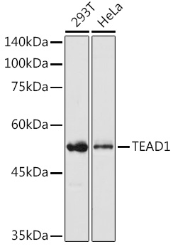 a03263 tead1 primary antiboties wb testing 1