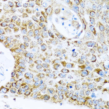 a03264 1 lrpprc primary antiboties ihc testing 3
