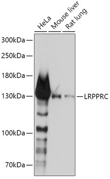 Western blot analysis of extracts of various cell lines, using LRPPRC antibody  at 1:1000 dilution