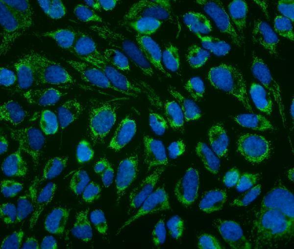 a03264 lrpprc primary antibodies if testing 5