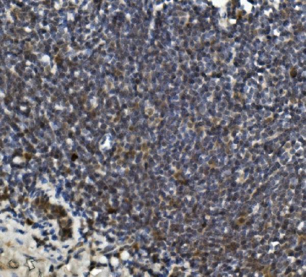 a03264 lrpprc primary antibodies ihc testing 4