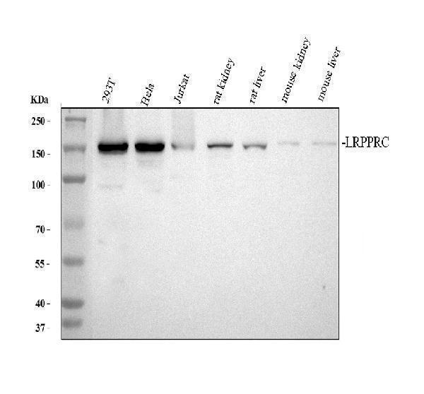 a03264 lrpprc primary antibodies wb testing 1_1