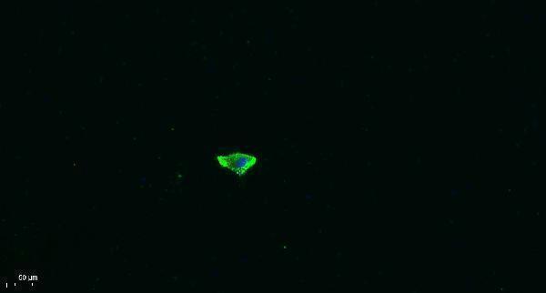 Immunofluorescence analysis of A549