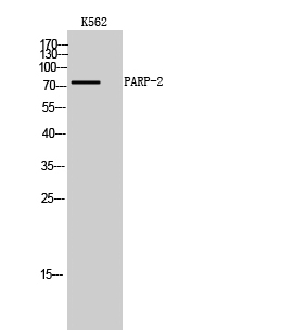 a03270 1 parp2 primary antibodies wb testing 1