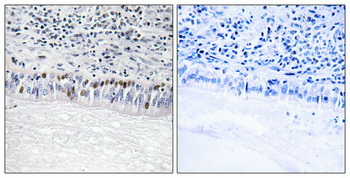 a03271 clk1 primary antibodies ihc testing 5