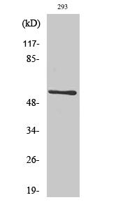 a03271 clk1 primary antibodies wb testing 2