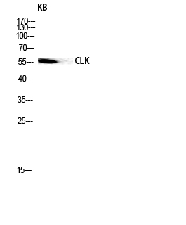 a03271 clk1 primary antibodies wb testing 3