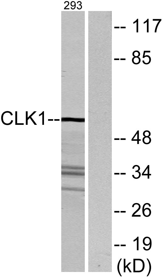 a03271 clk1 primary antibodies wb testing 4