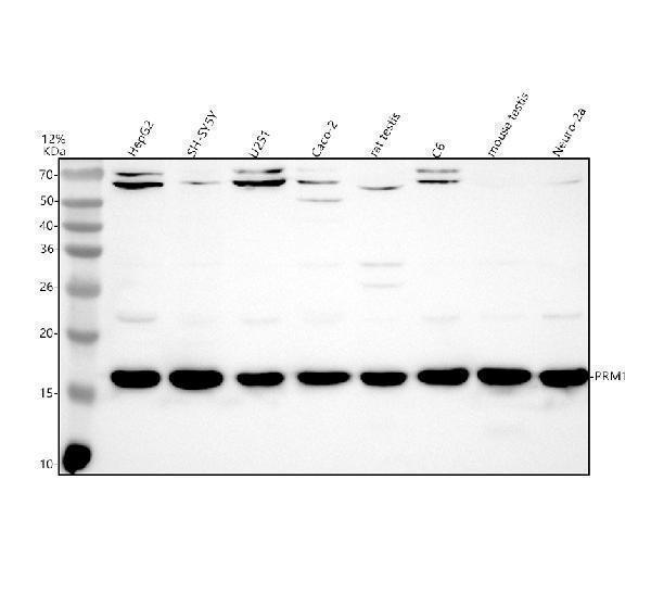 Western blot analysis of PRM1 using anti-PRM1 antibody (A03274)
