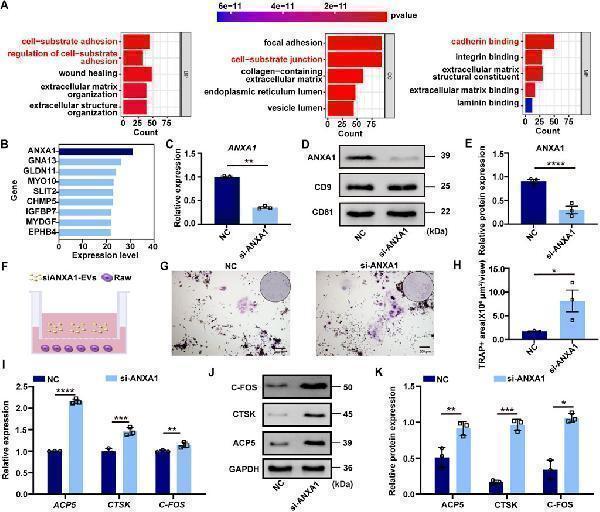 ANXA1 was the core factor of DFSC-EVs regulating osteoclast differentiation