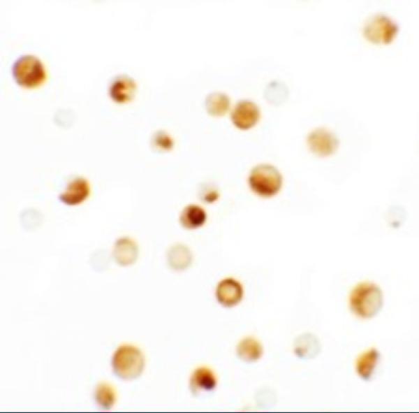a03278 1 tmpo primary antibodies icc testing 2