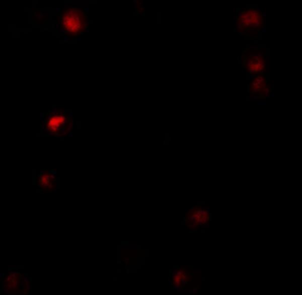 a03278 1 tmpo primary antibodies if testing 3