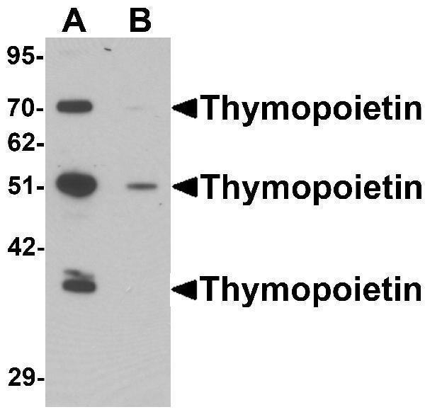 a03278 1 tmpo primary antibodies wb testing 1