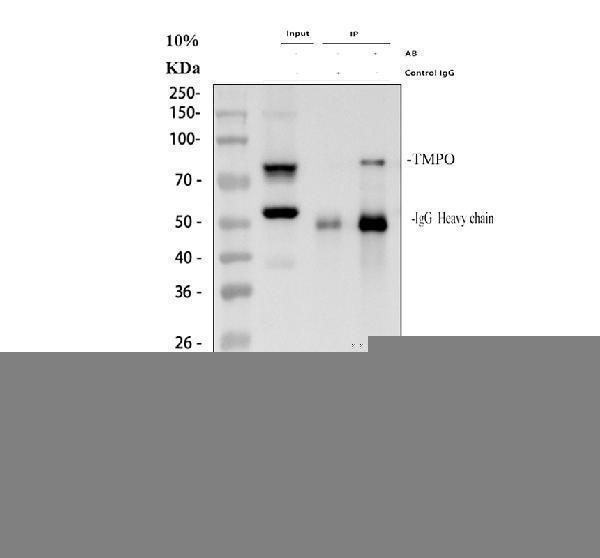 a03278 2 tmpo primary antibodies ip testing 1