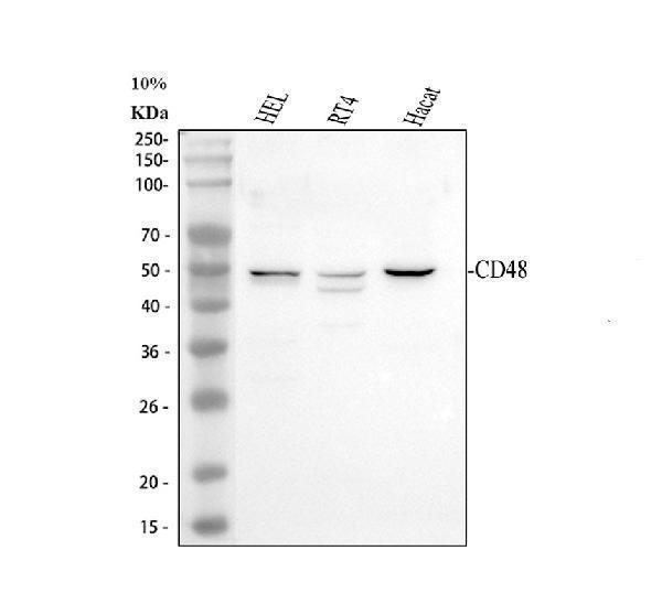 Western blot analysis of CD48 using anti-CD48 antibody (A03281-1)