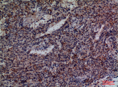 a03281 2 cd48 primary antibodyes ihc testing 2