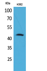 a03281 2 cd48 primary antibodyes wb testing 1