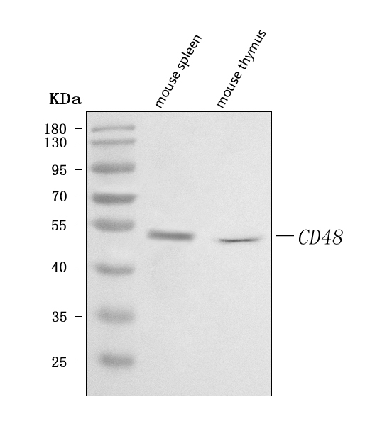  Western blot analysis of Cd48 using anti-Cd48 antibody (A03281-4)