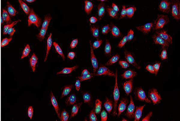 a03283 3 gnl3 primary antibodies if testing 6