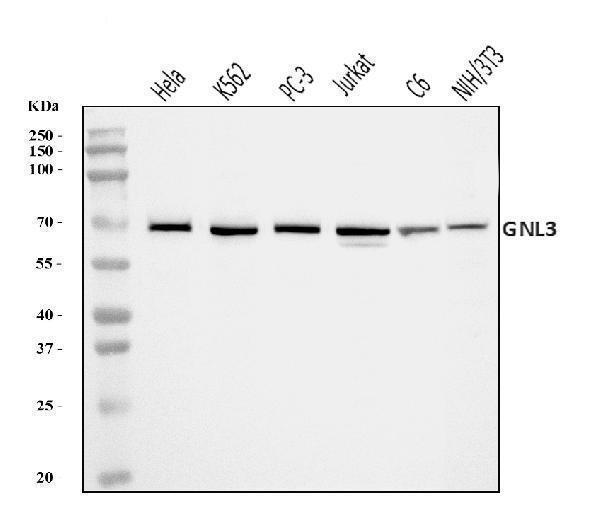  Western blot analysis of Nucleostemin/GNL3 using anti-Nucleostemin/GNL3 antibody (A03283-3)