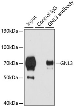 Immunoprecipitation analysis of 200ug extracts of 293T cells using 3ug GNL3 antibody 