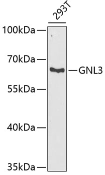 Western blot analysis of extracts of 293T cells, using GNL3 antibody  at 1:1000 dilution