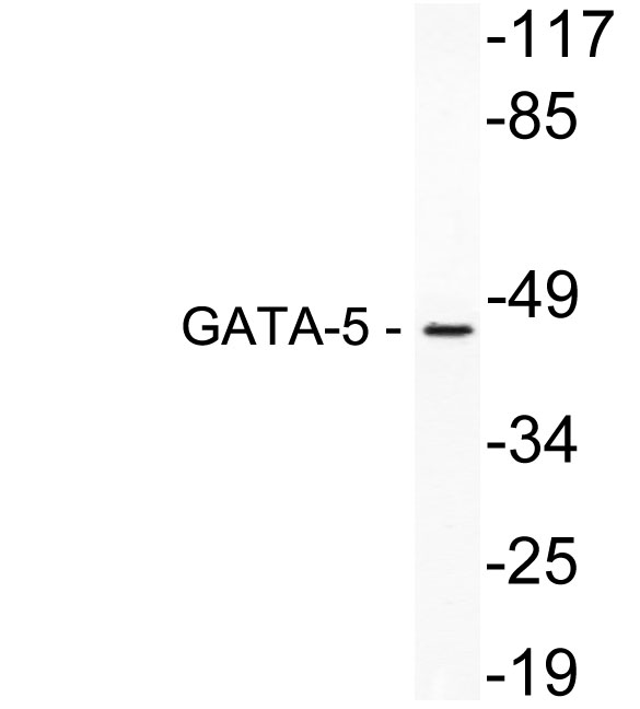 a03284 gata5 primary antibodies wb testing 3