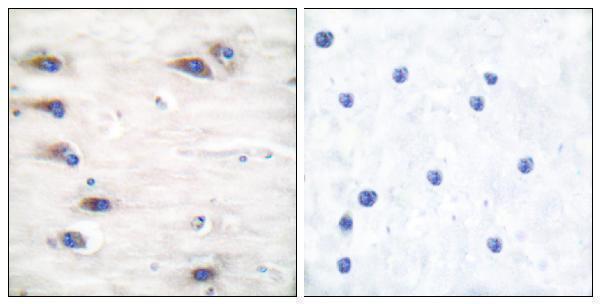 Immunohistochemistry analysis of paraffin-embedded human brain, using KSR (Phospho-Ser392) Antibody