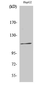 Western Blot analysis of various cells using Phospho-Ksr-1 (S392) Polyclonal Antibody