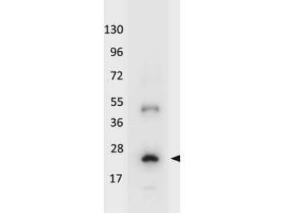 Western blot using Boster's HRP conjugated anti-Human IL-32A antibody shows detection of a band ~19 kDa in size corresponding to recombinant human IL-32A