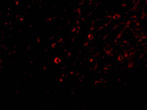 a03286 2 il32 primary antibodies if testing 4