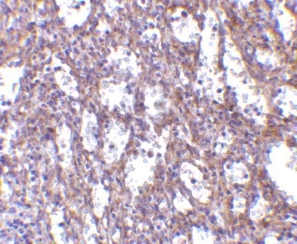 a03286 2 il32 primary antibodies ihc testing 3