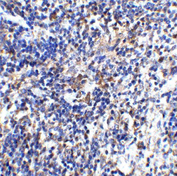 a03286 2 il32 primary antibodies ihc testing 5