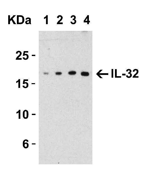 a03286 2 il32 primary antibodies wb testing 1