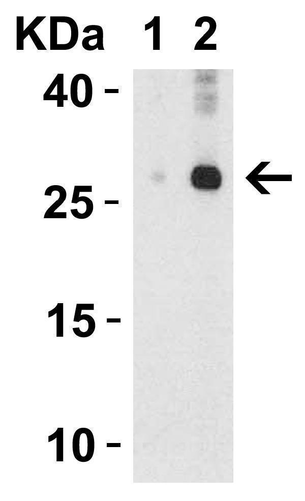 a03286 2 il32 primary antibodies wb testing 2