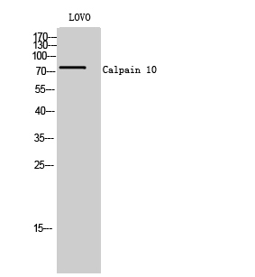 a03289 capn10 primary antibodies wb testing 1