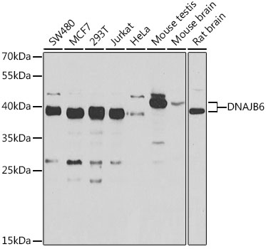 Western blot analysis of extracts of various cell lines, using DNAJB6 antibody  at 1:1000 dilution