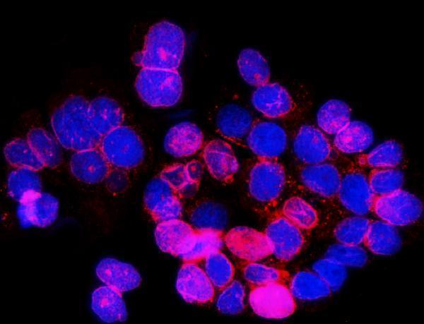 a03291 1 sun2 primary antibodies if testing 8