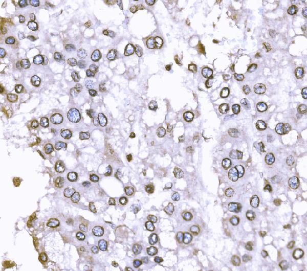  IHC analysis of SUN2 using anti-SUN2 antibody (A03291-1)