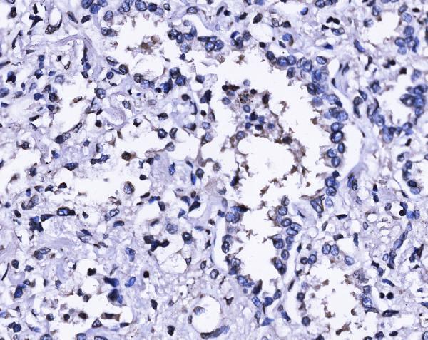 a03291 1 sun2 primary antibodies ihc testing 4