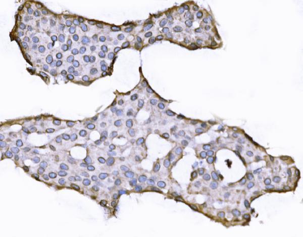 a03291 1 sun2 primary antibodies ihc testing 5