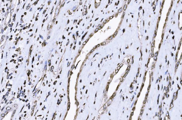 a03291 1 sun2 primary antibodies ihc testing 6